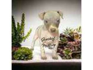 American Hairless Terrier Puppy for sale in Buckingham, IL, USA
