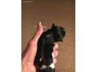 Mutt Puppy for sale in Canton, GA, USA