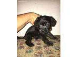 Cavapoo Puppy for sale in Saint Hedwig, TX, USA