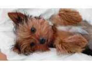 Yorkshire Terrier Puppy for sale in Rose Bud, AR, USA