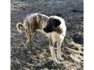 Anatolian Shepherd Puppy for sale in Rancho Santa Fe, CA, USA