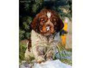 English Springer Spaniel Puppy for sale in Gering, NE, USA