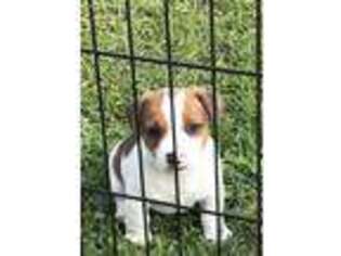 Jack Russell Terrier Puppy for sale in London, KY, USA