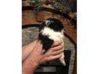 Mutt Puppy for sale in River, KY, USA