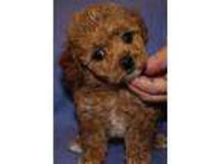 Mutt Puppy for sale in Saucier, MS, USA