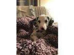 Dalmatian Puppy for sale in Frederick, MD, USA