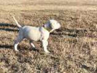 Labrador Retriever Puppy for sale in Piedmont, OK, USA