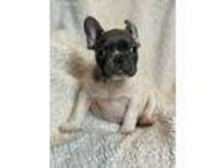 French Bulldog Puppy for sale in Branford, CT, USA