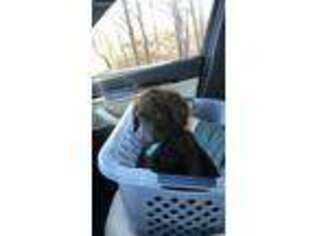 Labradoodle Puppy for sale in Clementon, NJ, USA