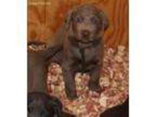 Labrador Retriever Puppy for sale in Crewe, VA, USA