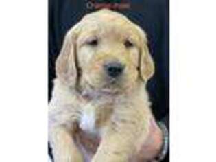 Golden Retriever Puppy for sale in Traer, IA, USA
