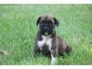 Boxer Puppy for sale in Georgetown, OH, USA