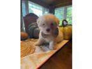 Mal-Shi Puppy for sale in Hackettstown, NJ, USA