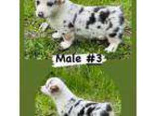 Cardigan Welsh Corgi Puppy for sale in Gilroy, CA, USA