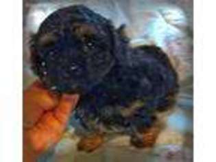 Cavapoo Puppy for sale in Gallatin, TN, USA