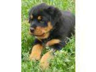 Rottweiler Puppy for sale in Newcastle, OK, USA