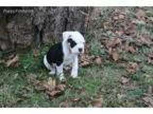 Olde English Bulldogge Puppy for sale in Ravena, NY, USA