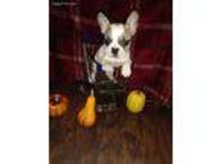French Bulldog Puppy for sale in Asher, OK, USA