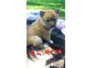 Shiba Inu Puppy for sale in Muncie, IN, USA