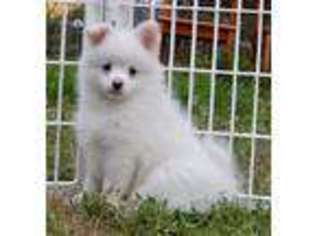 Mutt Puppy for sale in Dayton, OR, USA
