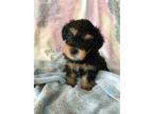 Yorkshire Terrier Puppy for sale in Manteca, CA, USA
