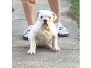 American Bulldog Puppy for sale in Birmingham, AL, USA