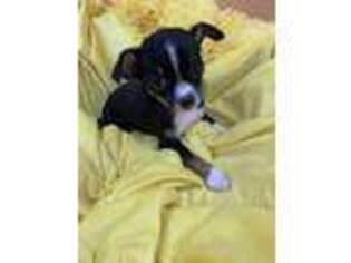 Chihuahua Puppy for sale in Goffstown, NH, USA