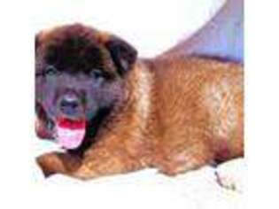 Akita Puppy for sale in Leavenworth, KS, USA