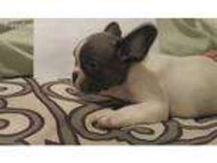French Bulldog Puppy for sale in Dayton, TX, USA