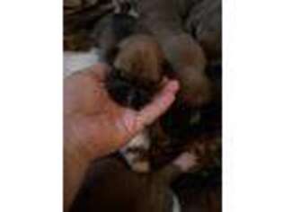 Boxer Puppy for sale in Middleboro, MA, USA