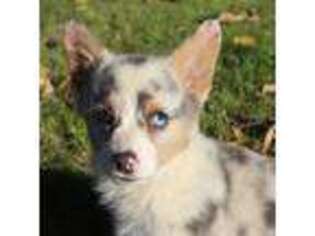 Pembroke Welsh Corgi Puppy for sale in Weatherford, TX, USA