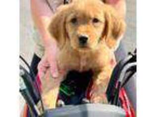 Golden Retriever Puppy for sale in Castleton On Hudson, NY, USA