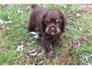 Cocker Spaniel Puppy for sale in Asheville, NC, USA