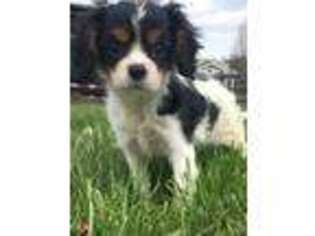 Cavalier King Charles Spaniel Puppy for sale in Fort Plain, NY, USA