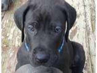 Great Dane Puppy for sale in Racine, WI, USA