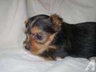 Yorkshire Terrier Puppy for sale in CLEBURNE, TX, USA