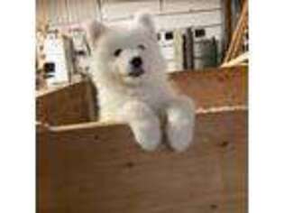 Samoyed Puppy for sale in Arcade, NY, USA