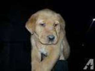 Labrador Retriever Puppy for sale in SUPERIOR, MT, USA