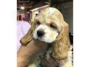 Cocker Spaniel Puppy for sale in Barnhart, MO, USA