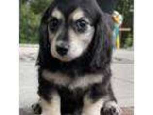 Dachshund Puppy for sale in Fayetteville, NC, USA
