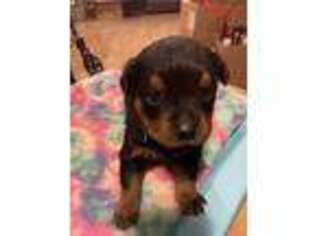 Rottweiler Puppy for sale in Burlington, MI, USA