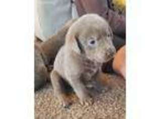 Labrador Retriever Puppy for sale in Pinedale, WY, USA