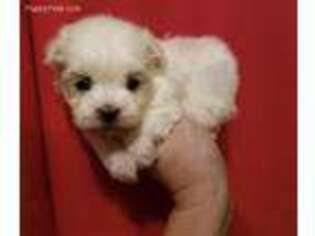 Maltese Puppy for sale in Buhl, ID, USA