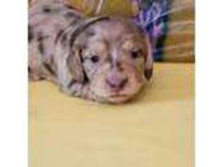 Dachshund Puppy for sale in Klamath Falls, OR, USA