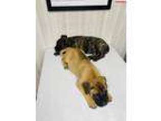 Bullmastiff Puppy for sale in Piedmont, OK, USA