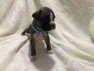 Boxer Puppy for sale in Fairhope, AL, USA