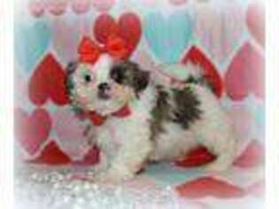 Mutt Puppy for sale in Henagar, AL, USA