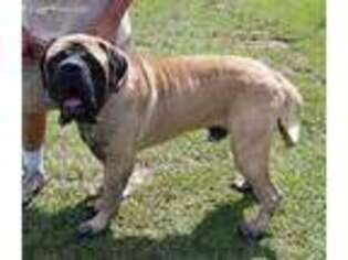 Mastiff Puppy for sale in Troy, NC, USA