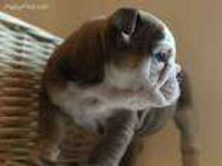 Bulldog Puppy for sale in Morning View, KY, USA