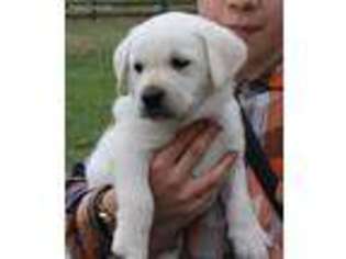 Labrador Retriever Puppy for sale in Graysville, TN, USA